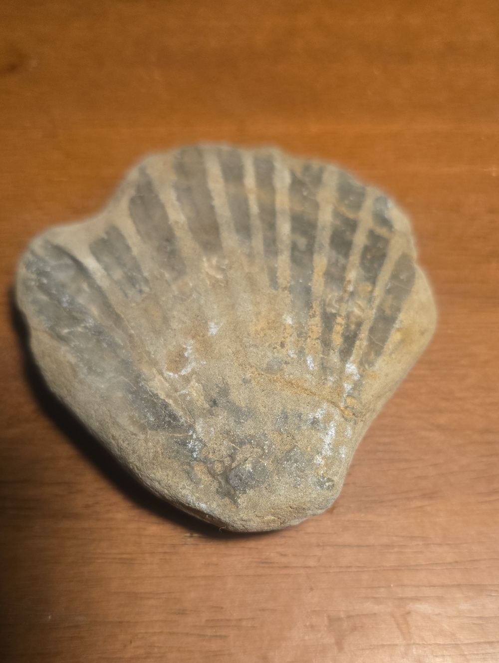 fossilized scallop